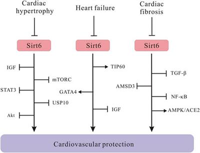 The role of mammalian Sirtuin 6 in cardiovascular diseases and diabetes mellitus